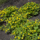 Kuklík městský - Geum urbanum - semena kuklíku - 50 ks