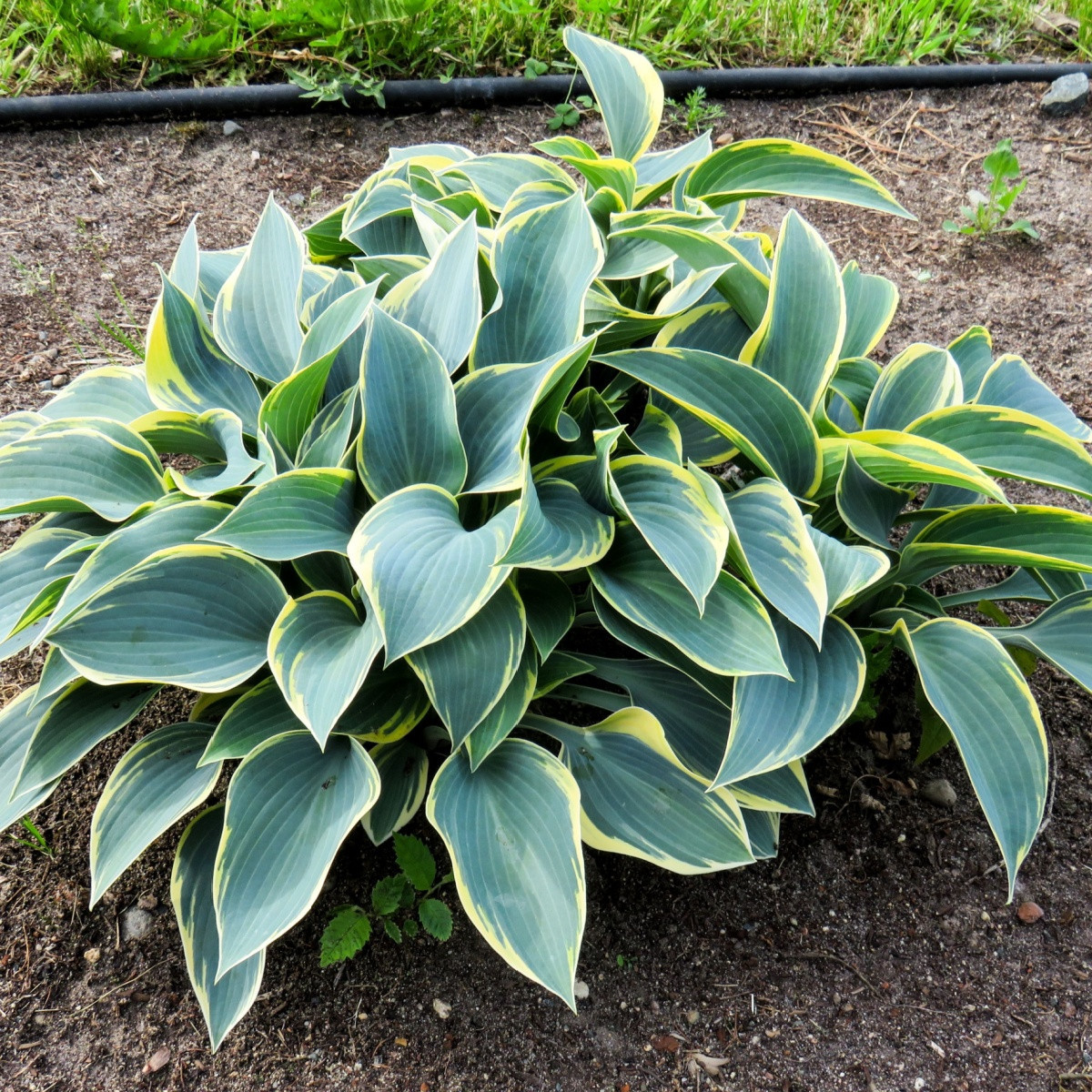 Bohyška - Hosta Aureomarginata - hlízy bohyšky - 1 ks