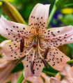 Liliija Pink Tiger - Lilium - čebulica lilije - 1 kos