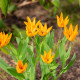 Tulipán vícekvětý Praestans Shogun - Tulipa - cibule tulipánu - 3 ks