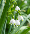Poletna snežna kapica - Leucojum aestivum - čebulice snežne kapice - 2 kos