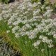 Pažitka čínská česneková Kobold - Allium tuberosum - semena pažitky - 130 ks