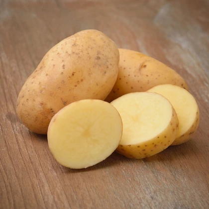 BIO Sadbové brambory Belana - Solanum tuberosum - bio brambory - 10 ks