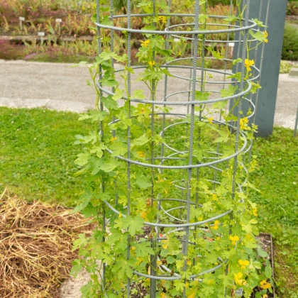 Lichořeřišnice vysoká kanárská - Kapucínka - Tropaeolum peregrinum - semena lichořeřišnice - 10 ks