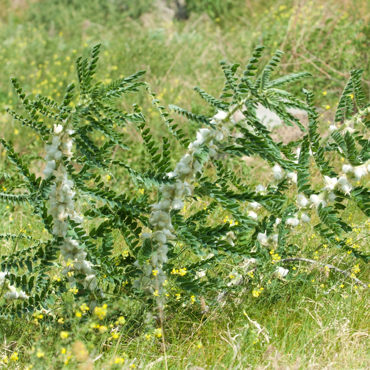 Kozinec sladkolistý - Astragalus glycyphyllos - semena kozince - 20 ks