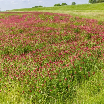 Inkarnatna detelja - Trifolium incarnatum - semena detelje - 150 kos