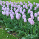 Tulipán Candy Prince - Tulipa - cibule tulipánu - 3 ks