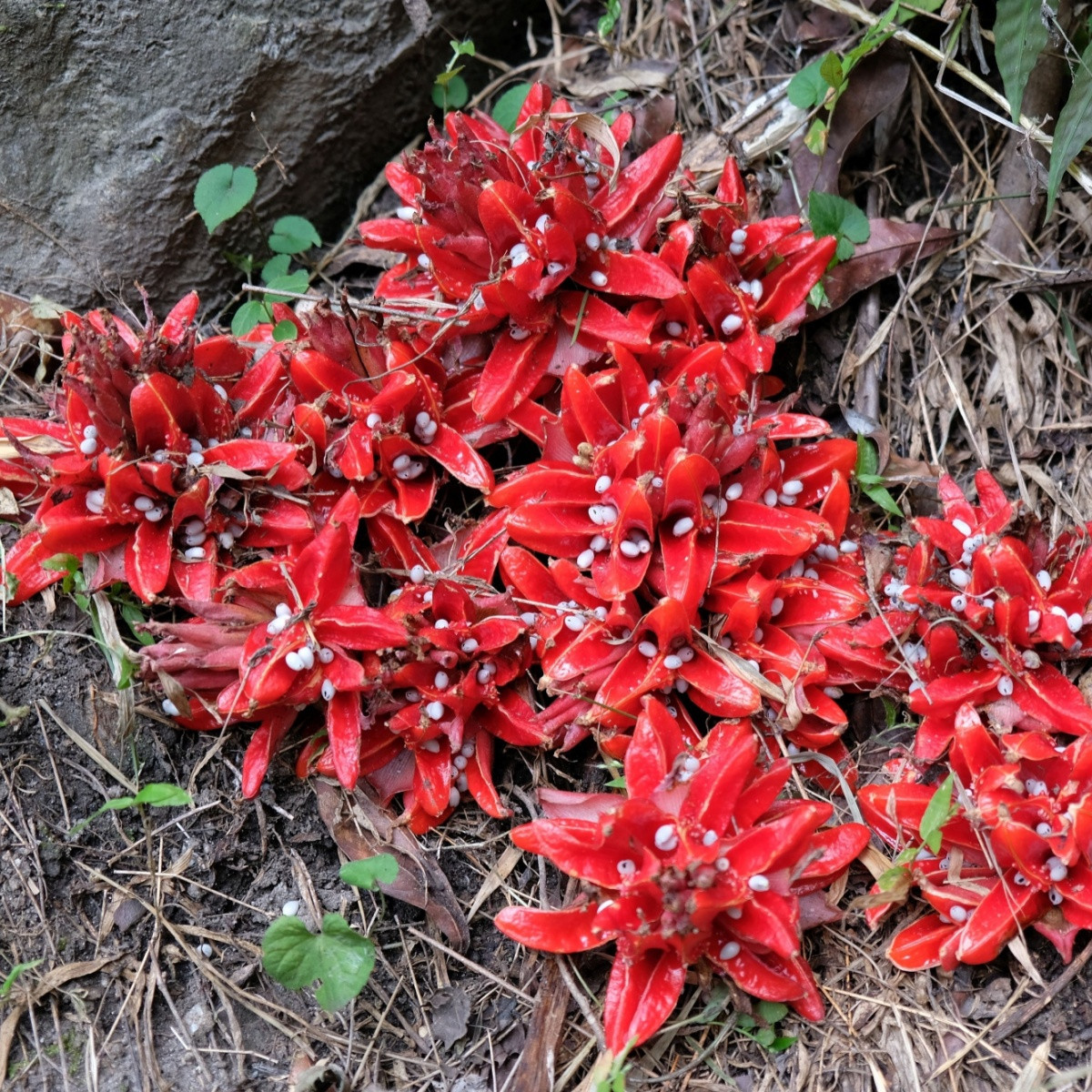 Zázvor Chrysantum - Zingiber chrysanthum - semena zázvoru - 5 ks