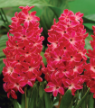 Hijacint Red Glory - Hyacinthus - čebulica hijacinta - 1 kos
