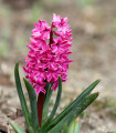 Hijacint Miss Saigon - Hyacinthus - čebulica hijacinta - 1 kos