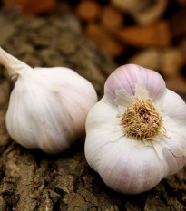 Česen za saditev Matinka – Allium sativum – nepaličák – česen – 1 pakiranje