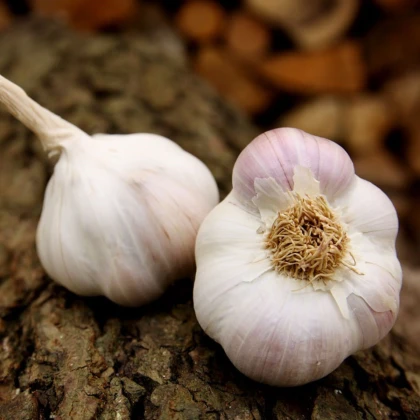 Česen za saditev Matinka – Allium sativum – nepaličák – česen – 1 pakiranje
