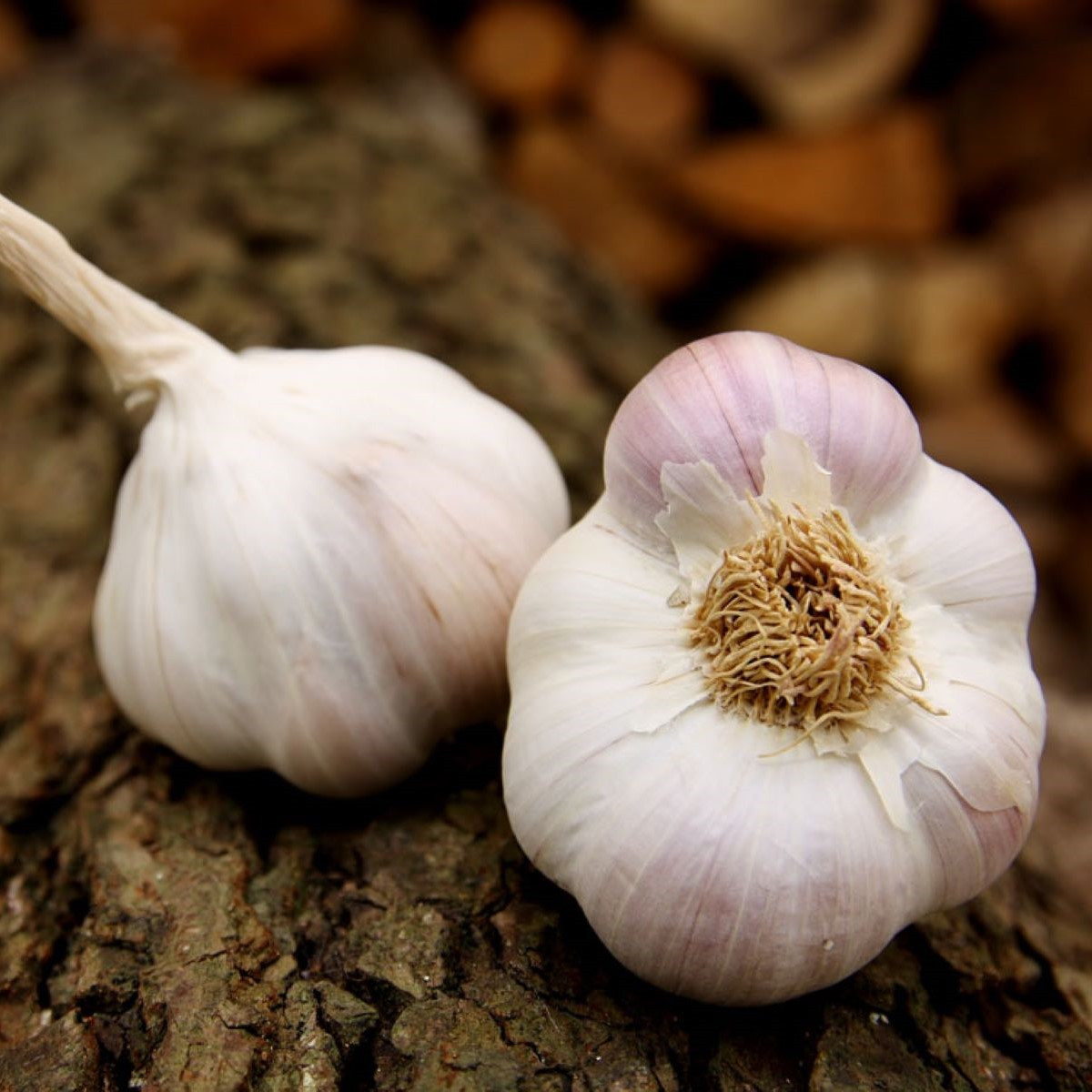 Česen za saditev Matinka – Allium sativum – nepaličák – česen – 1 pakiranje