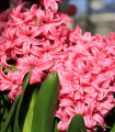 Hijacinta Pink Pearl - Hyacinthus L. - čebulica hijacinte - 1 kos