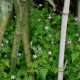 BIO Kakost smrdutý - Geranium robertianum - bio semena kakostu - 10 ks - ukončený