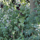 Topolovka Nigra - Alcea nigra - prostokořenné sazenice topolovek - 1 ks