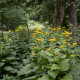 Oman pravý - Inula helenium - semena omanu - 20 ks