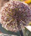Česen Karatavski - Allium karataviense - čebulice okrasnega česna - 3 kosi