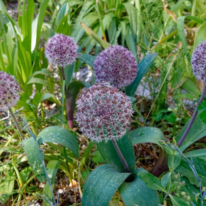 Česnek Karatavský - Allium karataviense - cibule okrasného česneku - 3 ks