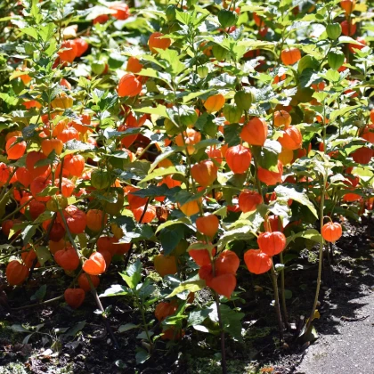 Mochyně židovská - Physalis alkekengi - semena mochyně - 30 ks