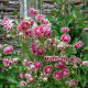Orlíček Nora Barlow - Aquilegia vulgaris - semena orlíčku - 30 ks