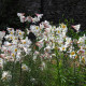 Lilie královská - Lilium regale - cibule lilie - 1 ks