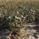 Mexická bavlna - Gossypium hirsutum - semena bavlny - 5 ks