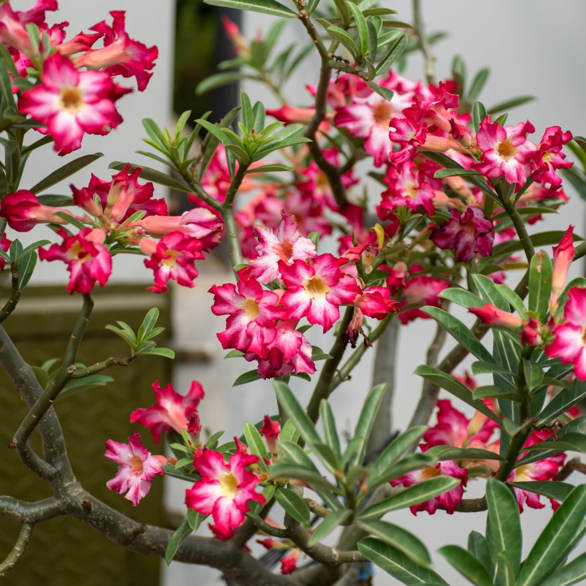 Pouštní růže - Adenium obesum - semena pouštní růže - 5 ks
