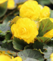 Begonija Nonstop rumena - Begonia tuberhybrida - gomolji begonije - 2 kosa