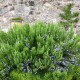BIO Rozmarýn lékařský - Rosmarinus officinalis - bou semena rozmarýnu - 30 ks
