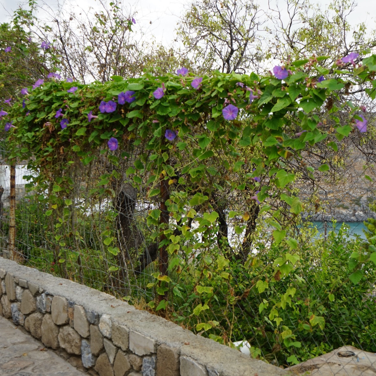 BIO Slak vijoličast - Ipomoea purpurea - bio semena slaka - 30 kos