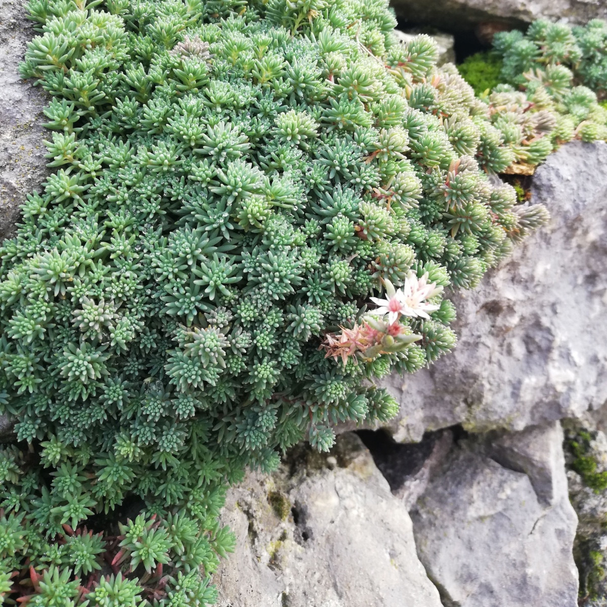 Rozchodník španělský - Sedum hispanicum - semena rozchodníku - 100 ks