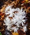Beli polnocvetni podlesek - Colchicum alboplenum - gomolji podleska - 1 kos