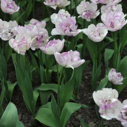 Tulipan poln cvet Double Shirley - Tulipa - čebulice tulipana - 3 kosi - zaključeno