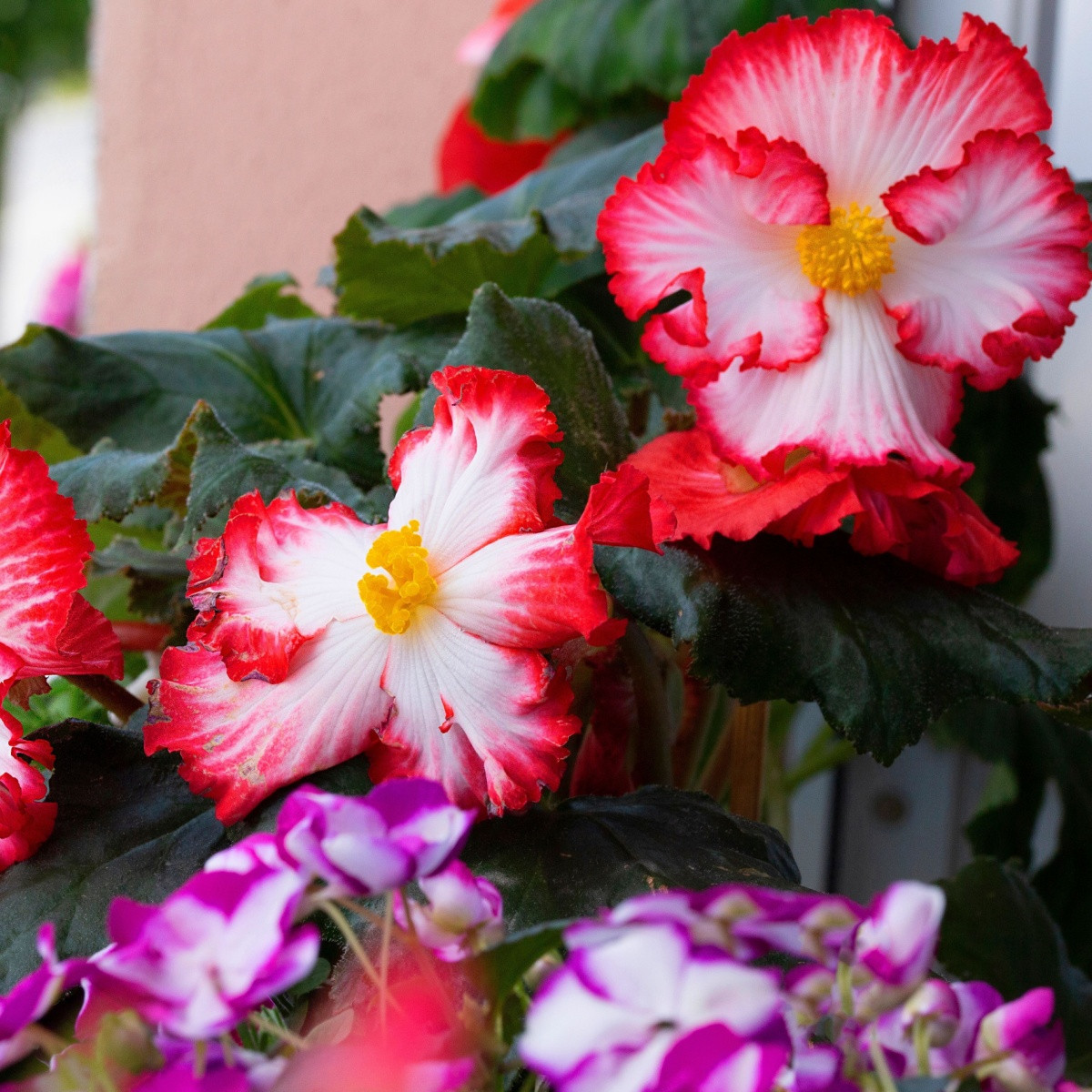 Begonie Marginata bílá - Begonia crispa - hlízy begonie - 2 ks