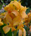 Dosna Picasso – Canna – gomolji dosne – 1 kos