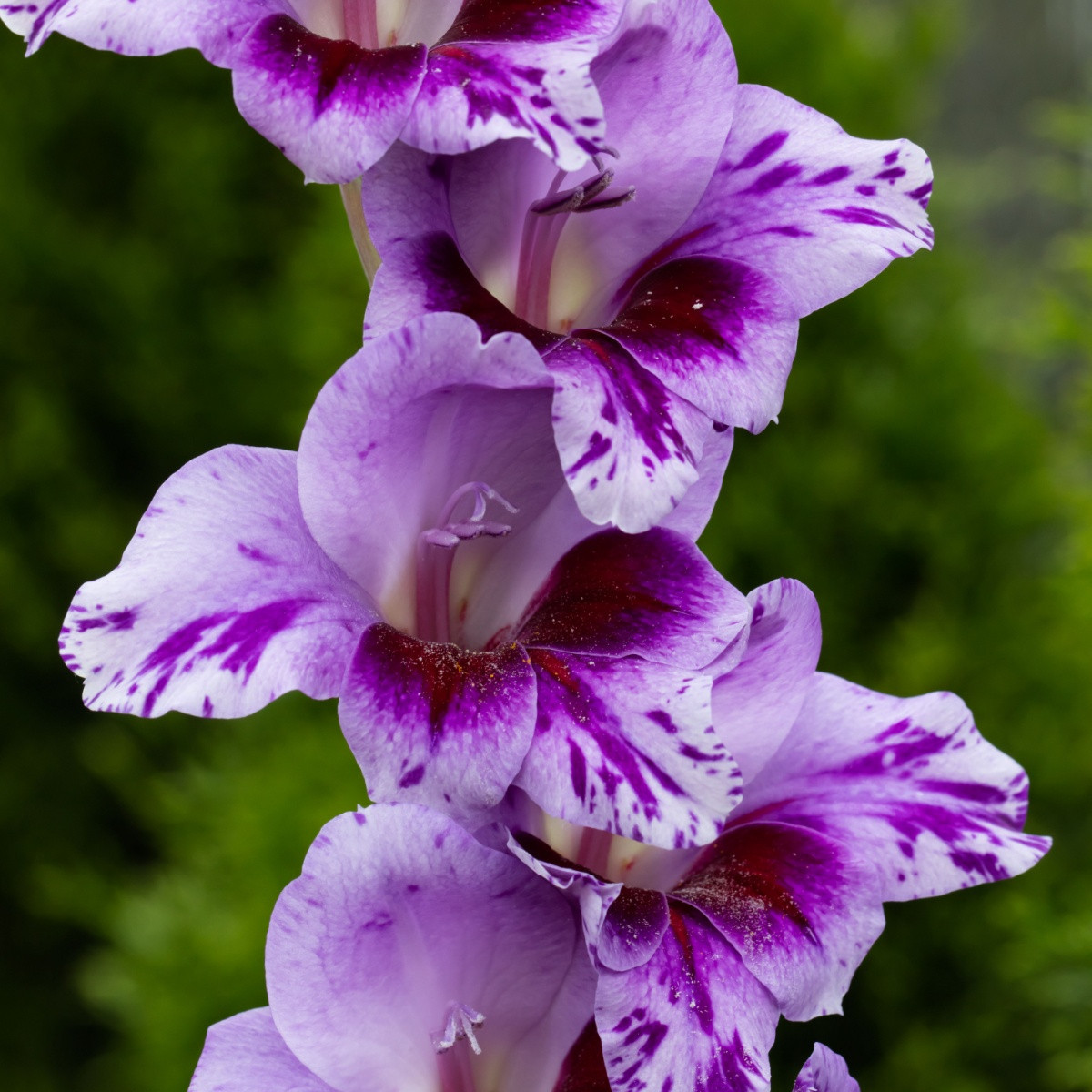 Gladiol Passos - Gladiolus - hlízy mečíku - 3 ks