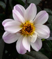 Dahlia 'Bishop of Dover' – dalija – gomolji dalije – 1 kos