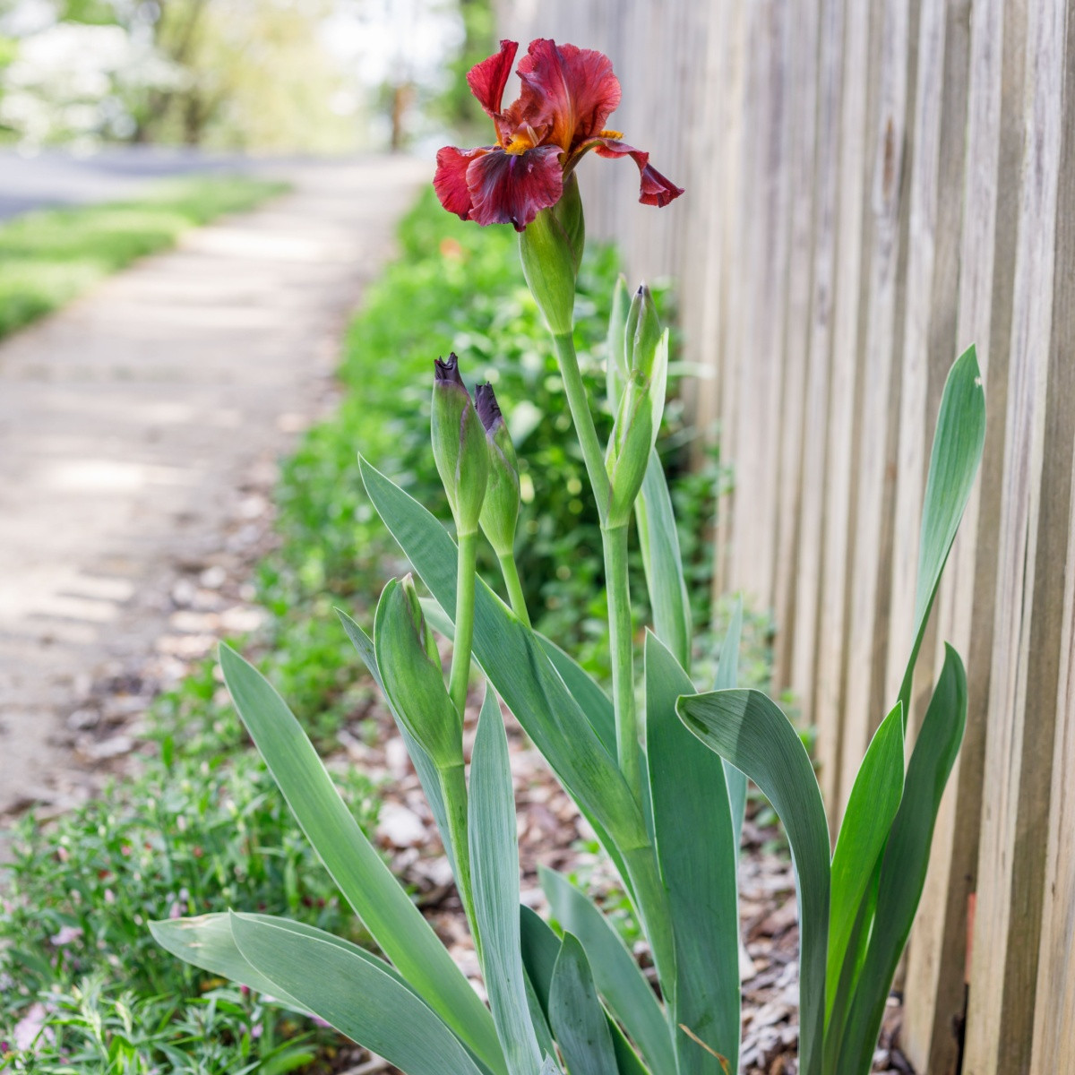 Kosatec Red Zinger - Iris germanica - hlízy kosatce - 1 ks