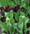 Tulipan Fringed Black – Tulipa – čebulice tulipana – 3 kos