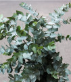 Eukaliptus Gunni – Gunnov eukaliptus – Eucalyptus gunni – semena eukaliptusa – 10 kosov