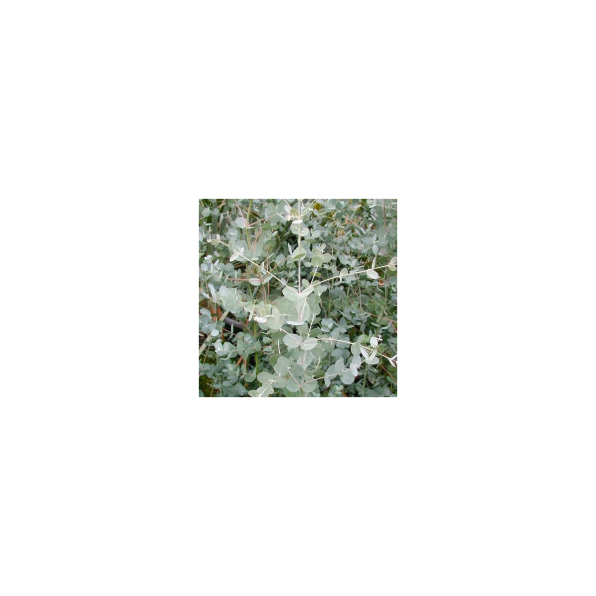 Eukalyptus Gunni - Blahovičník Gunnův - Eucalyptus gunni - semena eukalyptu - 10 ks