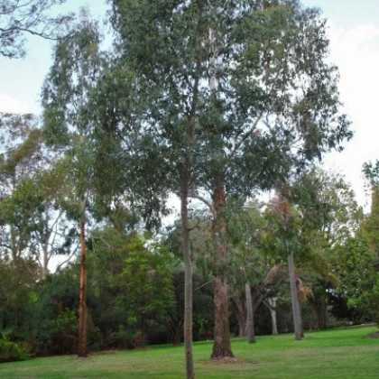 Eukalyptus Gunni - Blahovičník Gunnův - Eucalyptus gunni - semena eukalyptu - 10 ks