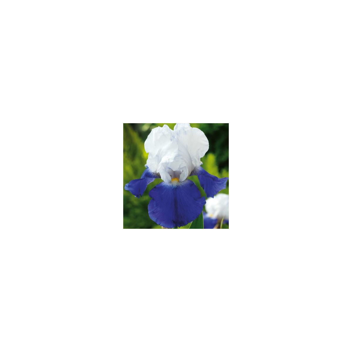 Kosatec německý Arpege - Iris germanica - hlízy kosatce - 1 ks
