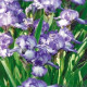 Kosatec nízký Petit Polka - Iris pumila - hlízy kosatce - 1 ks
