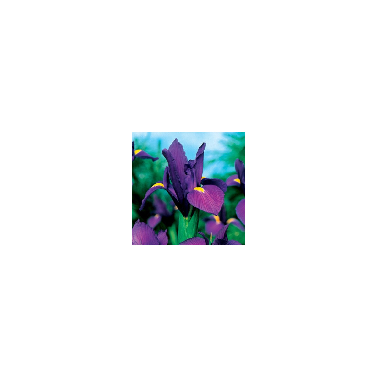 Kosatec holandský Purple Sensation - Iris hollandica - cibulky kosatce - 3 ks