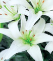Liliija Canova - Lilium - čebulica lilije - 1 kos