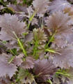 Mizuna Red Baron Plus F1 – Brassica rapa var. japonica – semena mizune – 400 kosov