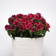 Barvínek Tatoo Black Cherry - Catharanthus roseus - semena barvínku - 30 ks