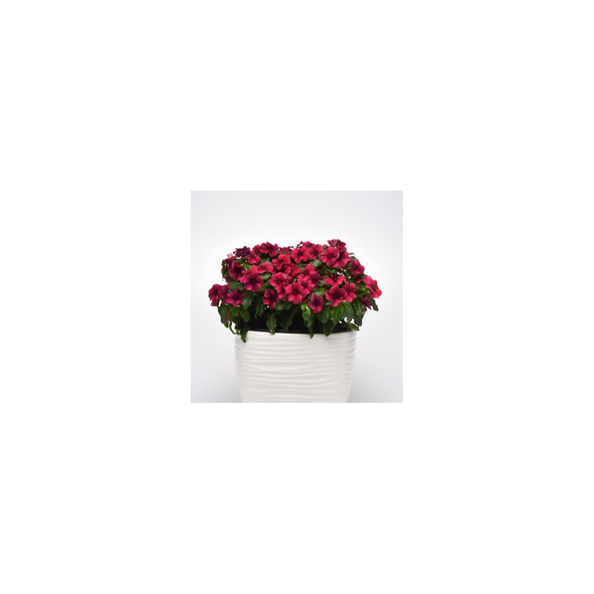 Barvínek Tatoo Black Cherry - Catharanthus roseus - semena barvínku - 30 ks